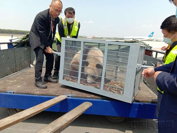 工作人员将2只大熊猫放置在拖斗车上.jpg