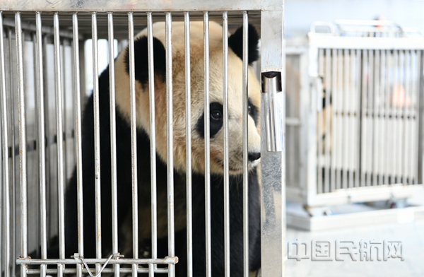 南航顺利保障大熊猫"君君""真真"返乡